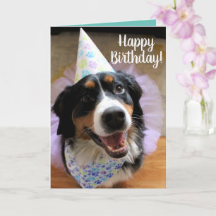 Bernese Mountain Dog Birthday Card Kaart