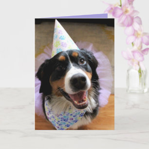 Bernese Mountain Dog Birthday Kaart