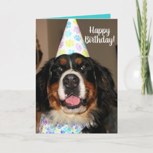 Bernese Mountain Dog Birthday Kaart