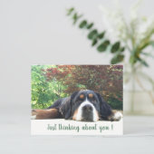 Bernese Mountain Dog Briefkaart (Staand voorkant)