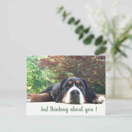 Bernese Mountain Dog Briefkaart (Staand voorkant)