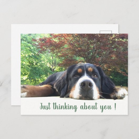 Bernese Mountain Dog Briefkaart (Voorkant / Achterkant)