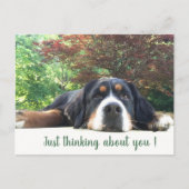 Bernese Mountain Dog Briefkaart (Voorkant)