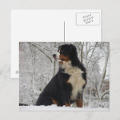 Bernese Mountain Dog Briefkaart (Voorkant / Achterkant)