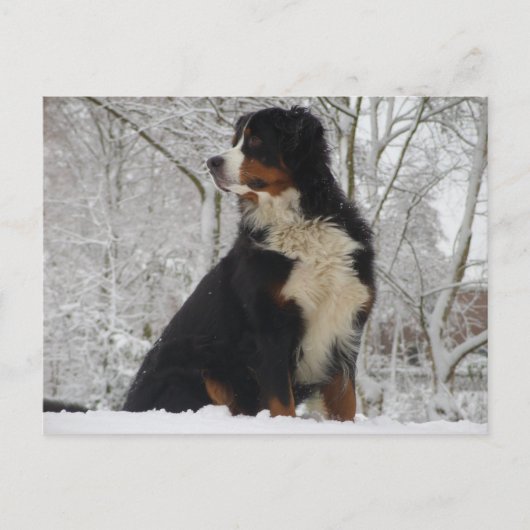 Bernese Mountain Dog Briefkaart (Voorkant)