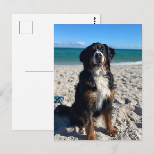 Bernese Mountain Dog  Briefkaart (Voorkant / Achterkant)