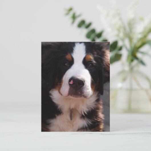 Bernese Mountain Dog Briefkaart (Staand voorkant)