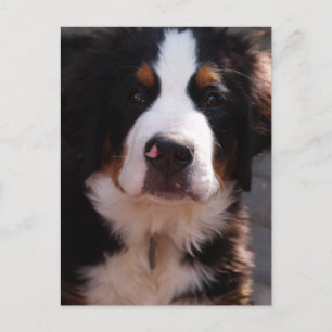 Bernese Mountain Dog Briefkaart
