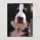 Bernese Mountain Dog Briefkaart (Voorkant)