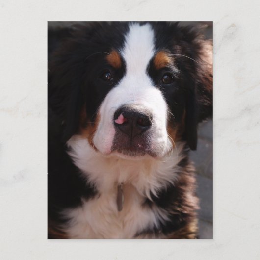 Bernese Mountain Dog Briefkaart (Voorkant)