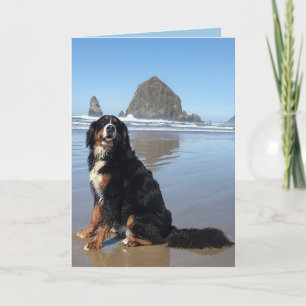 Bernese Mountain Dog Cannon Beach Feestdagen Kaart