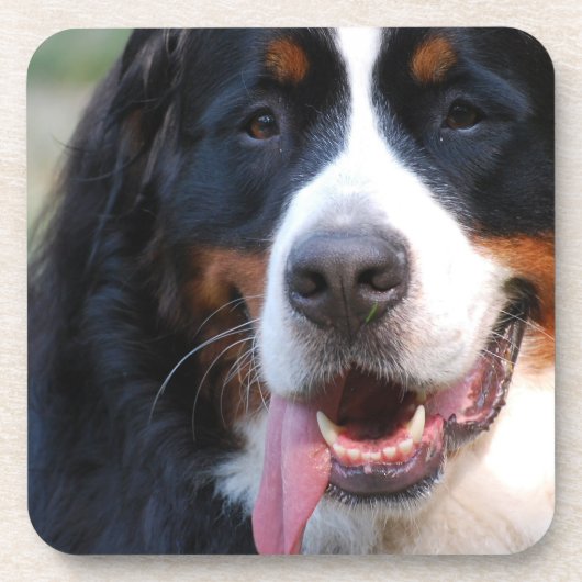 Bernese Mountain Dog Cork Onderzetters (Voorkant)