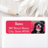 Bernese Mountain Dog Etiket (Insitu)