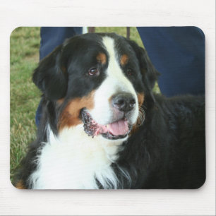 Bernese Mountain Dog Foto Muismat