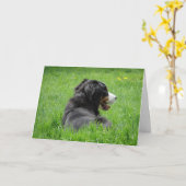 Bernese Mountain Dog geniet van de zon, Birthday Kaart (Gele Bloem)