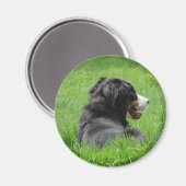 Bernese Mountain Dog geniet van de zon Magneet (Voorkant / Achterkant)
