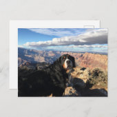 Bernese Mountain Dog Grand Canyon Briefkaart (Voorkant / Achterkant)