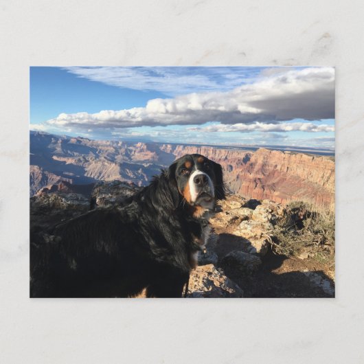 Bernese Mountain Dog Grand Canyon Briefkaart (Voorkant)