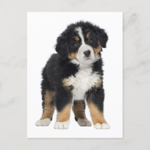 Bernese Mountain Dog Hallo, Love, Sorry, Bedankt Briefkaart