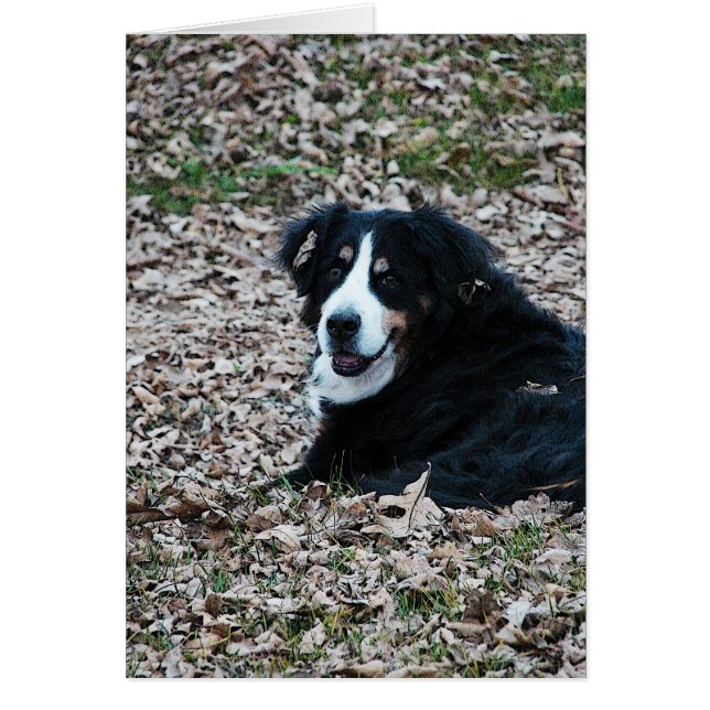 Bernese Mountain Dog in het najaar (Voorkant)