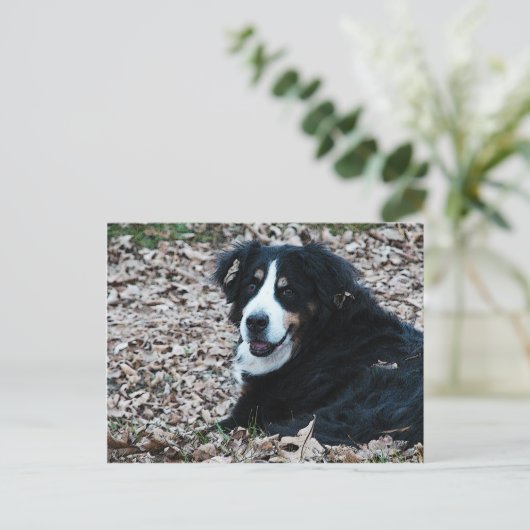 Bernese Mountain Dog in het najaar Briefkaart (Staand voorkant)