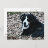 Bernese Mountain Dog in het najaar Briefkaart (Voorkant / Achterkant)