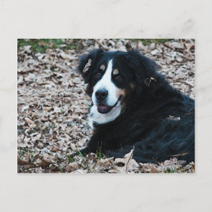 Bernese Mountain Dog in het najaar Briefkaart