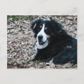 Bernese Mountain Dog in het najaar Briefkaart (Voorkant)