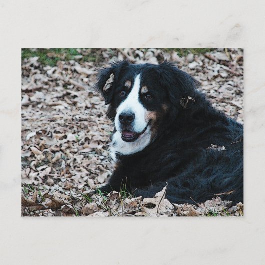 Bernese Mountain Dog in het najaar Briefkaart (Voorkant)