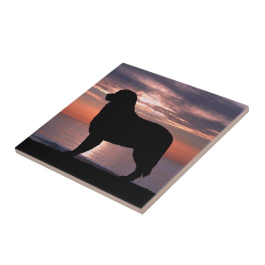 Bernese Mountain Dog Indigo Sunset Tegeltje (Zijkant)