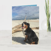 Bernese Mountain Dog Kaart (Voorkant)