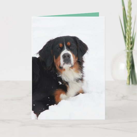  Bernese Mountain Dog Kaart (Voorkant)