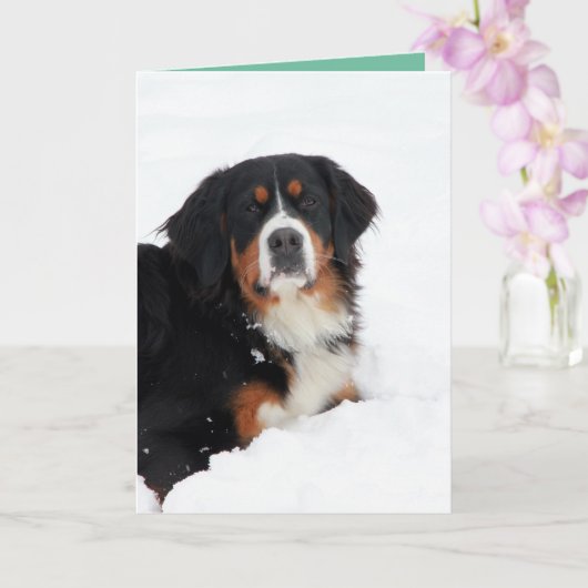  Bernese Mountain Dog Kaart (Orchidee)