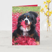 Bernese Mountain Dog Kaart (Gele Bloem)