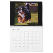 Bernese Mountain Dog Kalender (Mar 2027)