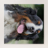 Bernese Mountain Dog Legpuzzel (Horizontaal)