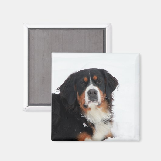 Bernese Mountain Dog Magneet (Voorkant / Achterkant)
