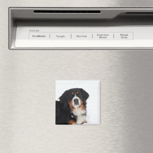  Bernese Mountain Dog Magneet (Insitu (Vaatwasser))