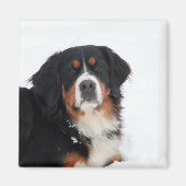  Bernese Mountain Dog Magneet (Voorkant)