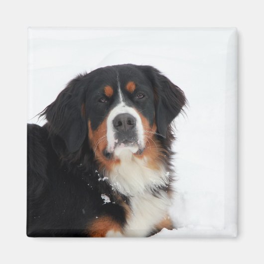 Bernese Mountain Dog Magneet (Voorkant)
