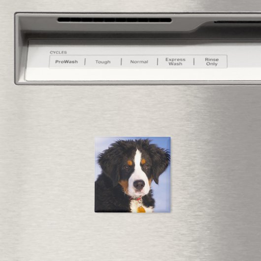 Bernese Mountain Dog Magneet (Insitu (Vaatwasser))