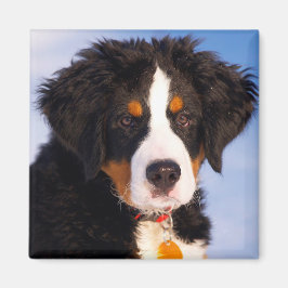 Bernese Mountain Dog Magneet