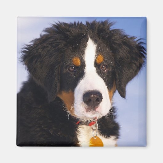 Bernese Mountain Dog Magneet (Voorkant)