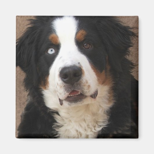 Bernese Mountain Dog Magnet 2 - "Lucy" (Voorkant)