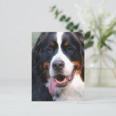 Bernese Mountain Dog met Big Tongue Briefkaart (Staand voorkant)