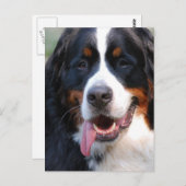 Bernese Mountain Dog met Big Tongue Briefkaart (Voorkant / Achterkant)