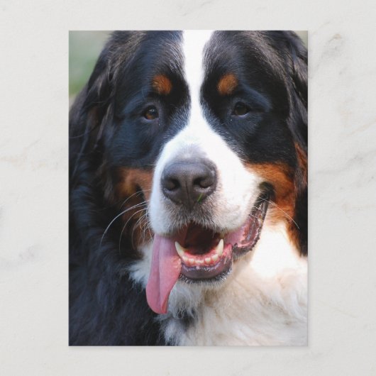Bernese Mountain Dog met Big Tongue Briefkaart (Voorkant)