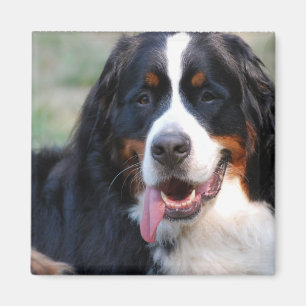 Bernese Mountain Dog met Big Tongue Magnet