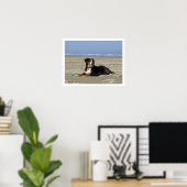Bernese Mountain Dog op een strand Poster (Thuiskantoor)