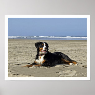 Bernese Mountain Dog op een strand Poster
